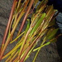 ramy (@ramy05136464059) Twitter profile photo