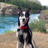 Buffy the Husky(@YukonAdam) 's Twitter Profile Photo