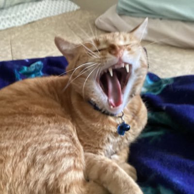 UniqueCatSound's profile picture. Wonky quilter, foodie, Tesla owner, three times cancer survivor, and thrilled to still be alive every single day. Be safe, get your https://t.co/YUCPsUZRhr