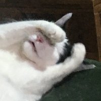 aundo (@aundohh) 's Twitter Profile