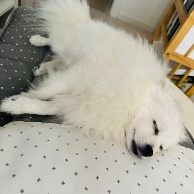 jdee0310's profile picture. 체념한 오타쿠 빡친 개