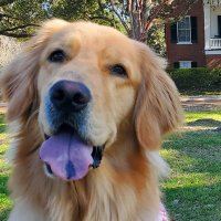 Birdie on the Bluff in Natchez(@thek9harperlee) 's Twitter Profile Photo