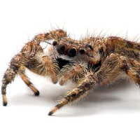 Random ass spider (@keeping_shit) 's Twitter Profile