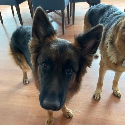 lanatikka's profile picture. 