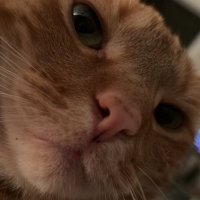 scout fanpage (@macdenmarco) 's Twitter Profile