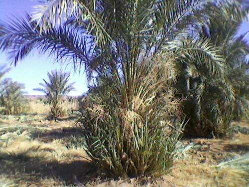 Benslimane1968's profile picture. 