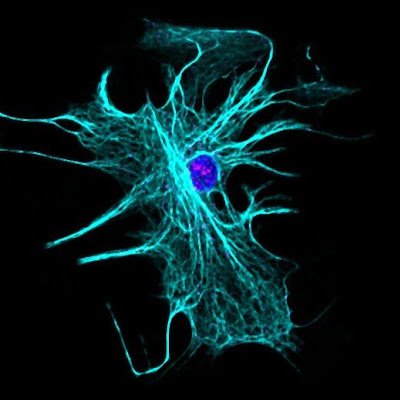 Neuroimmunology lab interested in astrocyte - immune cell interactions.