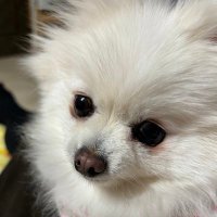 みぃこん (@pon48118104) Twitter profile photo