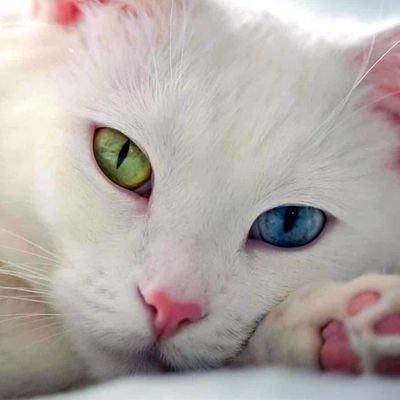 LadyLanoc's profile picture. 