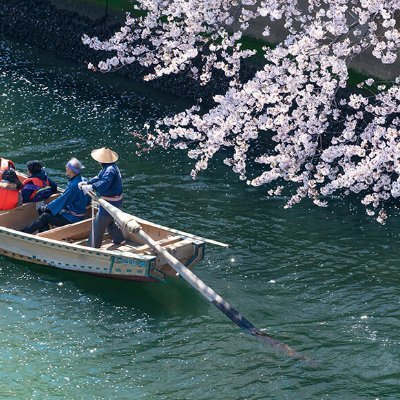 「お江戸深川さくらまつり」公式Twitterです。2024年のさくらまつりは令和6年3月16日から4月7日、ライトアップは開催期間中の17時から22時まで行う予定です。詳しくは公式ホームページを御覧ください。