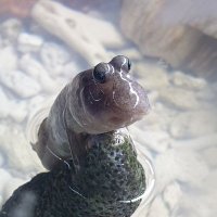 ~๐ฏ๏ธ๐๏ธ (@fldpdlsepdy) 's Twitter Profile