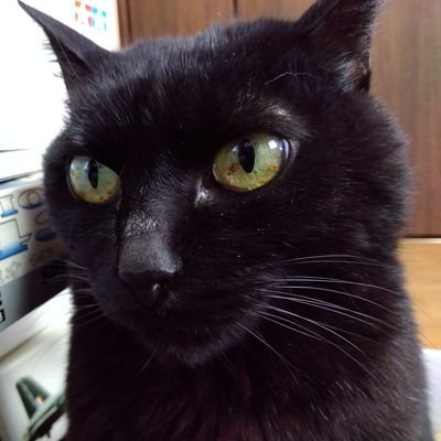チョビ髭伍長さんのプロフィール画像