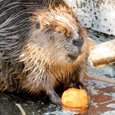 あいしさんのプロフィール画像