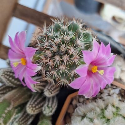 oumoumjai's profile picture.