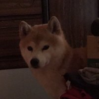 肉球 (@nikukyu_desu) 's Twitter Profile