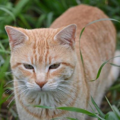 PinPon895439's profile picture. Amante de los gatos.
Empatia.
Animalista.
Vegano.