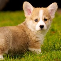 gg (@ryomaz5) 's Twitter Profile