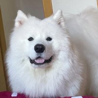 大白🐶 (@kavram_halil) 's Twitter Profile
