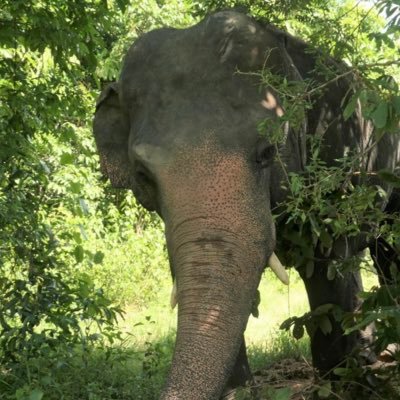 #T4Animals 🐘🦁🦒🐅🦊🦔🐻 Profile
