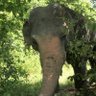 Cosmicbrigade's profile picture. 💪 Together we can protect our animals one day at a time 🩷 Reg in Psychiatry but here for the animals 🙏 keep protecting natures home & Re-wild. Ⓥ 🌱 #FreeLucy