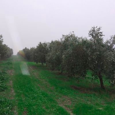 agricultor ecológico olivar
