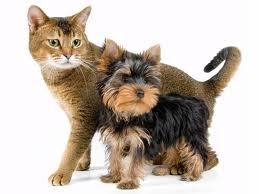 Pet-sitting services in the comfort of Your own home in Belleville, Prince Edward County and surrounding area.