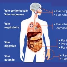 ☘️☘️☘️☘️☘️☘️☘️☘️☘️☘️☘️☘️
🌿Médication Traditionnelle🌿
🌿🌿🌿🌿🌿🌿🌿🌿🌿🌿🌿🌿
🍍 Diététique & bien-être Bio🍍
🍌🍊🍋🍏🥝🍒🥭🍐🥑🍇🍉🥥
🍅🧅🧄🍠🍆🫛🥬🥦🥕🫑🥔