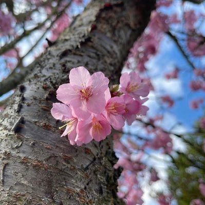 uCjuA8IWRhpFtWF's profile picture. 投稿デビューは2025年7月7日からです 。 「新・人間革命」読了2回目に挑戦中。 「元品の無明を退治する利剣は信の一字なり」　　常勝関西在住。DMはしておりません。