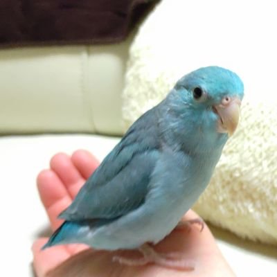 ドリカムpp会員ドリカムサザン安全地帯ファイターズインコ好き🐦
マメルリハまめちゃんR41108🌈
マメルリハるりちゃんR5.06お迎え🐦