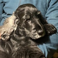 Maria Morales 🇪🇺🇵🇱🇺🇦🐾 (@miriam_m_k) 's Twitter Profile