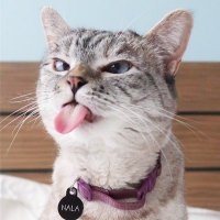 LaGataDeSchrodinger (@gatashrodinger_) 's Twitter Profile