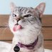 LaGataDeSchrodinger (@gatashrodinger_) Twitter profile photo LaGataDeSchrodinger (@gatashrodinger_) Twitter profile photo