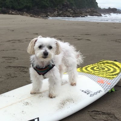 ただの波乗り中年オヤジです。 和歌山、四国にお邪魔させていただいてます🏄🏽‍♂️無言フォローお許しください。協同組合GHS代表理事。外国人人材。主にインドネシア人の技能実習生受け入れ機関を営んでおります。宜しくお願いします🙇🏽‍♂️人材不足でお困りの方、お気軽にご質問ください。たまにpubg やってます😊