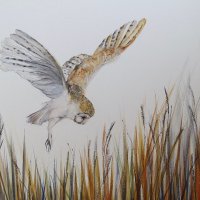 Wildlife in Watercolour(@AG_WildlifeArt) 's Twitter Profile Photo