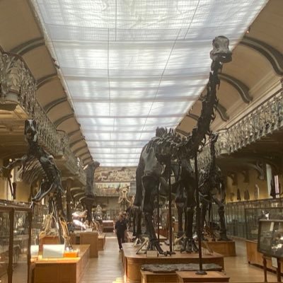 恐竜(中生代)の化石(生痕化石も含む)や骨格模型が常設展示されていそうな施設を訪れて、展示されていたら報告するだけのアカウント（2022.11.3〜）