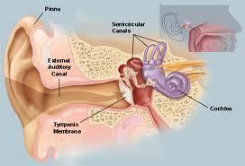 Impacting the way you hear life 
Contact our Longmont, Boulder and Broomfield offices to schedule a free otoscopic exam and consultation.