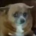 Libertarian Constitutionalist (@libertyismylife) Twitter profile photo Libertarian Constitutionalist (@libertyismylife) Twitter profile photo