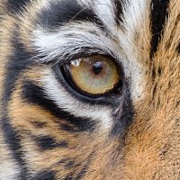 Eye Of The Tiger(@tigereyes49) 's Twitter Profile Photo