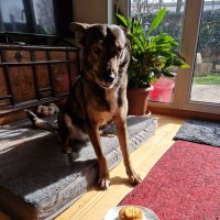 Dogtor Inditiffy Streuner (@streunertiffany) Twitter profile photo