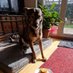 Dogtor Inditiffy Streuner (@streunertiffany) Twitter profile photo Dogtor Inditiffy Streuner (@streunertiffany) Twitter profile photo