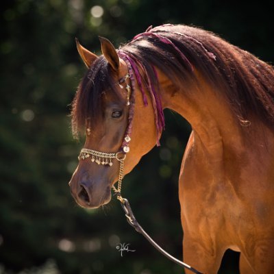 Keto lifestyle addict, Arabian Horse enthusiast and proud breeder, creative soul, blogger for The Colorful Arabian Horse World, SMArtsy gal and so much more....