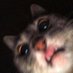 Cats Of X (@kittens_of_x) Twitter profile photo Cats Of X (@kittens_of_x) Twitter profile photo