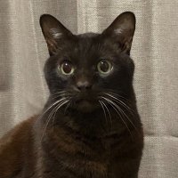 ⁂茶猫⁂(ฅ'ω'ฅ)•*¨*•.¸¸♬︎ (@nyaorin1218) 's Twitter Profile Photo ⁂茶猫⁂(ฅ'ω'ฅ)•*¨*•.¸¸♬︎ (@nyaorin1218) 's Twitter Profile Photo