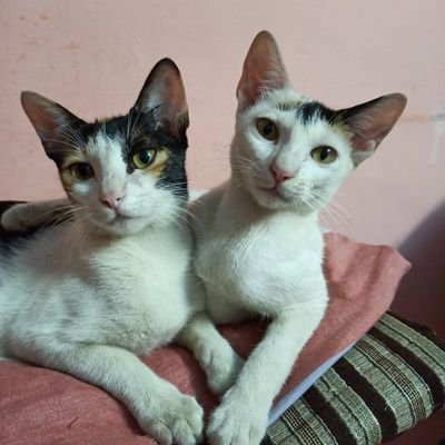 LoveYouJM1's profile picture. 🙃