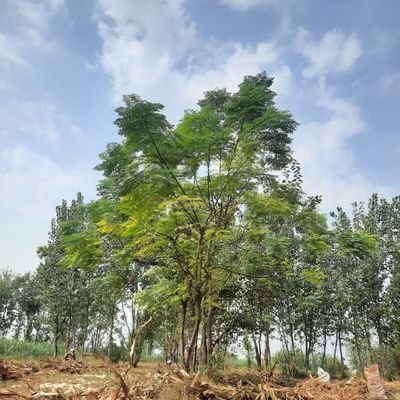 aliishaq120's profile picture. 