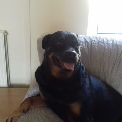 rock music fan animal lover rottie owner also owned by 2 cats hate cruelty and abuse  tweets RTS are sometimes graphic  STOP ANIMAL ABUSE  RIP @GinaChron 🦋🌈💐