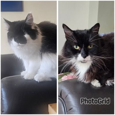 Gremlin - the bestest big floofy Tuxie boy there ever was. 🌈 24th July 2023..
Kali - sent to keep an eye on his fam❤️ leggy Maine Coon, all about cuddles