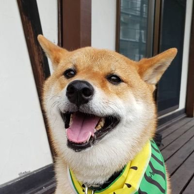 shibainu_takki Profile Picture