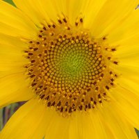 Plant a garden. (@just_yourghost) 's Twitter Profile Photo