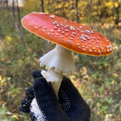 eTOrBWDYaF88qBr's profile picture. квантовый воин